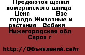 Продаются щенки померанского шпица › Цена ­ 45 000 - Все города Животные и растения » Собаки   . Нижегородская обл.,Саров г.